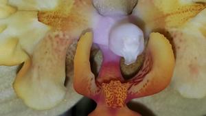 Phalaenopsis Little Emperor