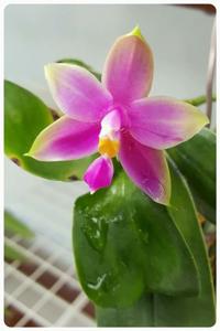 Phalaenopsis Ang Chee Yang