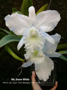 Cattleya Snow White