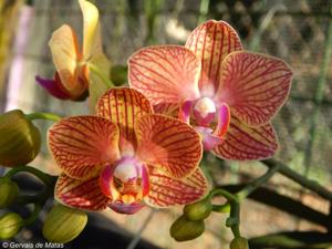 Phalaenopsis KV Beauty