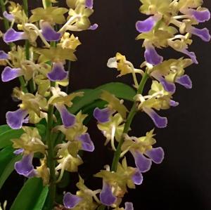 Vandachostylis Thai Noi