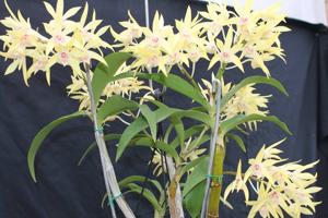 Dendrobium Bob Mason