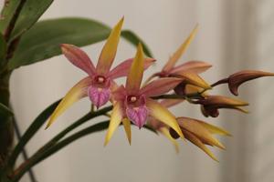 Dendrobium Brinawa Sunset