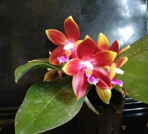 Phalaenopsis Tying Shin Fly Eagle