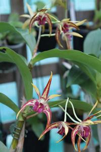 Dendrobium Aussie Parade