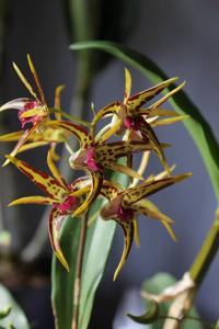 Dendrobium Aussie Parade