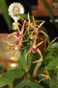 Dendrobium Aussie Parade