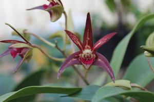 Dendrobium Aussie Parade