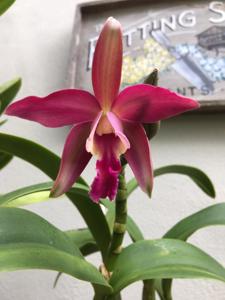 Guaricatophila Liana Graf