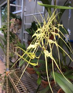 Brassia Memoria Fritz Boedeker