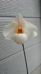 Paphiopedilum Armeni White