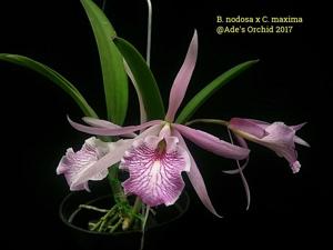 Brassocattleya Fuchs Star