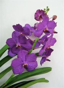 Vanda Blue Boy