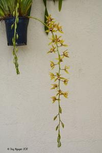 Cymbidium Memoria Geoff Laird