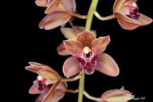 Cymbidium Last Tango