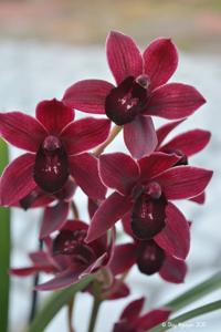 <i>Cymbidium</i> Parish Dash
