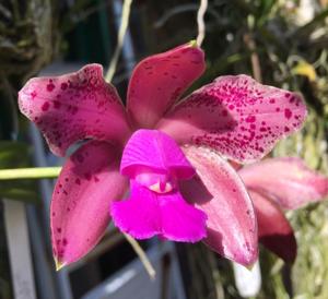 Cattleya Jose's Freckles