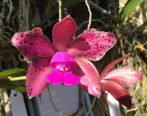 Cattleya Jose's Freckles