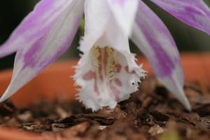 Pleione Captain Hook