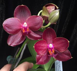 Phalaenopsis Pylo's Princess