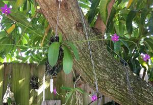 Phalaenopsis Mahinhin