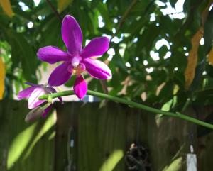 Phalaenopsis Mahinhin