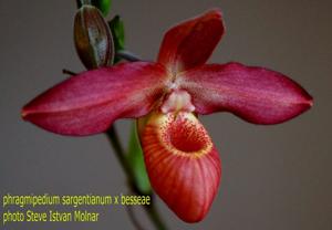 Phragmipedium Memoria Dick Clements