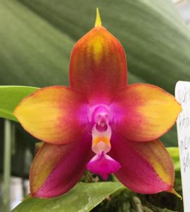 Phalaenopsis Pylo's 3x Eagle