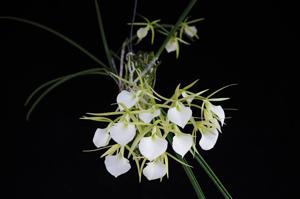 Brassavola Kiilani Stars