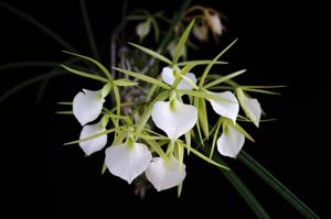 <i>Brassavola</i> Kiilani Stars