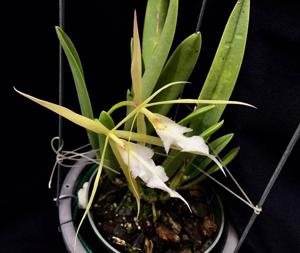 Brassoepidendrum Sylvia White