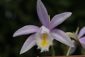 Pleione Ueli Wackernagel