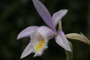 Pleione Ueli Wackernagel