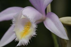 Pleione Ueli Wackernagel