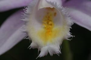 Pleione Ueli Wackernagel