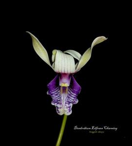 Dendrobium Edfrans Charming