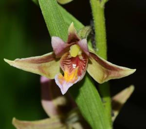 Epipactis Sabine