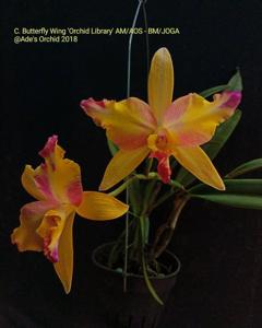 Cattleya Butterfly Wings