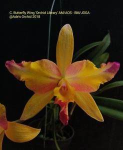 Cattleya Butterfly Wings