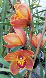 Cymbidium Memoria Stuart Sperber