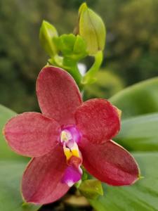 Phalaenopsis Kingfisher's Kaiulani King