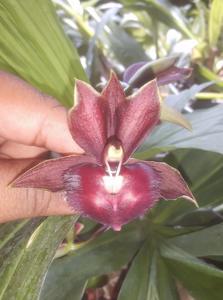 Catasetum Sandy Gibson
