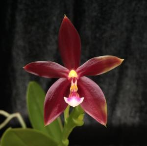 Phalaenopsis Pylo's Ruby Stars