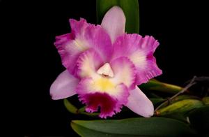 Cattleya Pink Spice