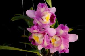 Cattleya Pink Spice