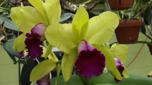 Rhyncholaeliocattleya Yen Surprise