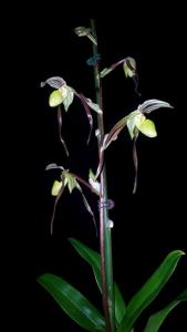 Paphiopedilum Temptation