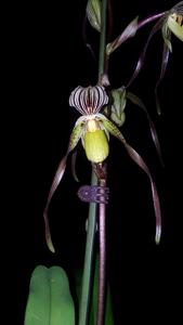 Paphiopedilum Temptation