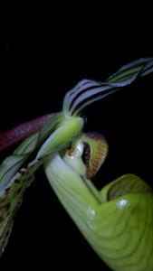 Paphiopedilum Temptation