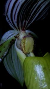 Paphiopedilum Temptation